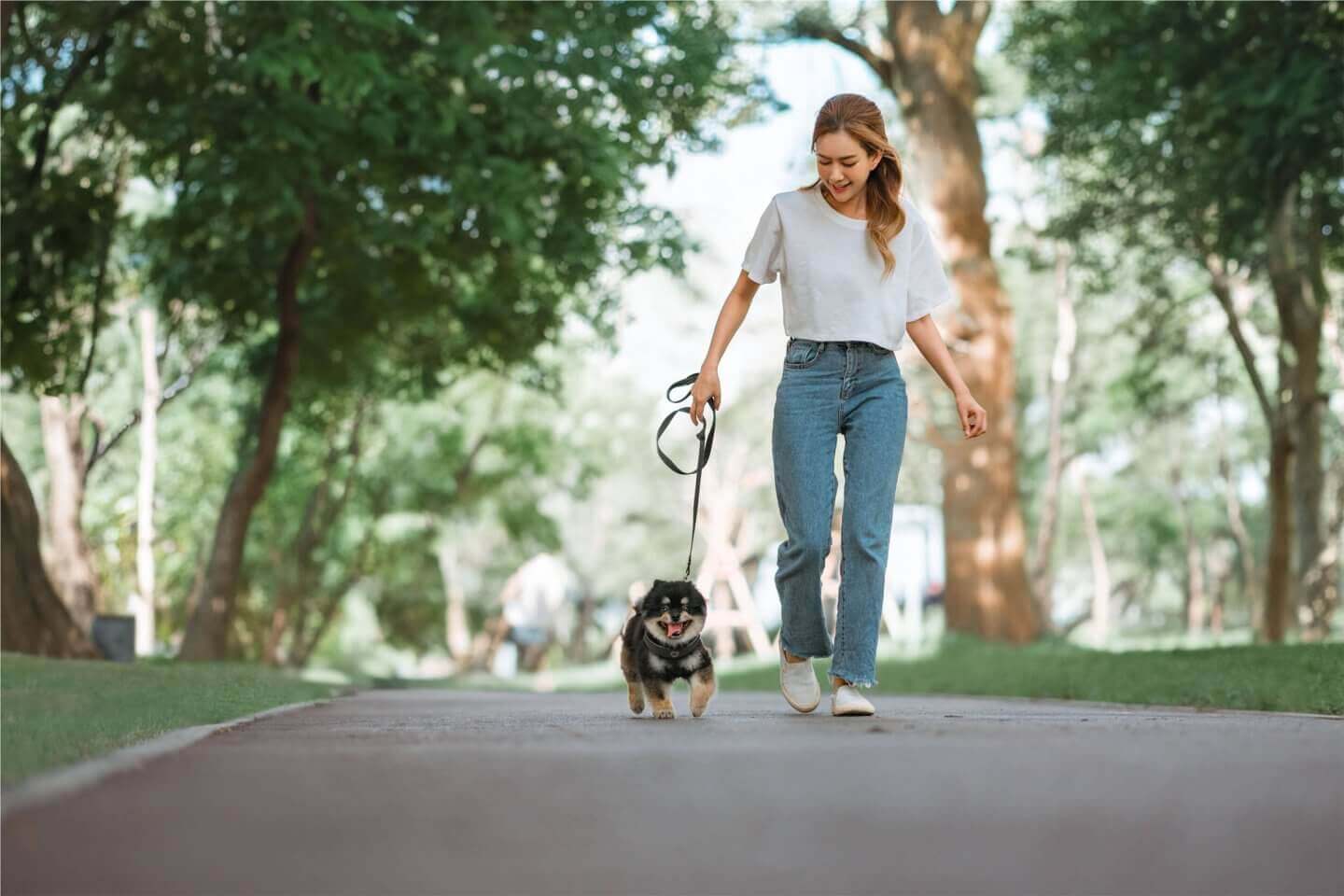 plano texas pet friendly apartments.mcdermott place